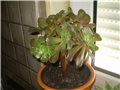 aeonium